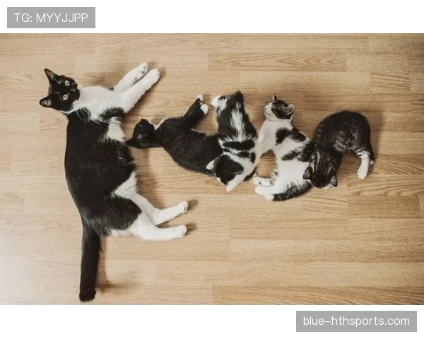 施洋这生活真让人眼红，场上拼劲十足，私底下居然是养猫狂魔？